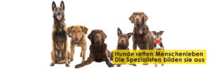 Hunderettung Bergisches Land Startseitenbild