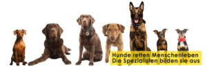 Rettungshundestaffel Bergisches Land Titelbild Startseite